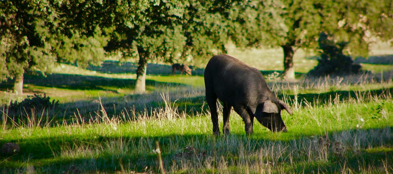 Cerdo ibérico pastando en la dehesa, entre encinas